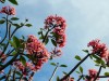 sky-rose